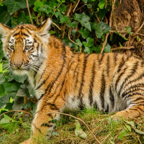 Young tiger cub with striking stripes resting amidst lush greenery in the jungle. A captivating wildlife portrait.